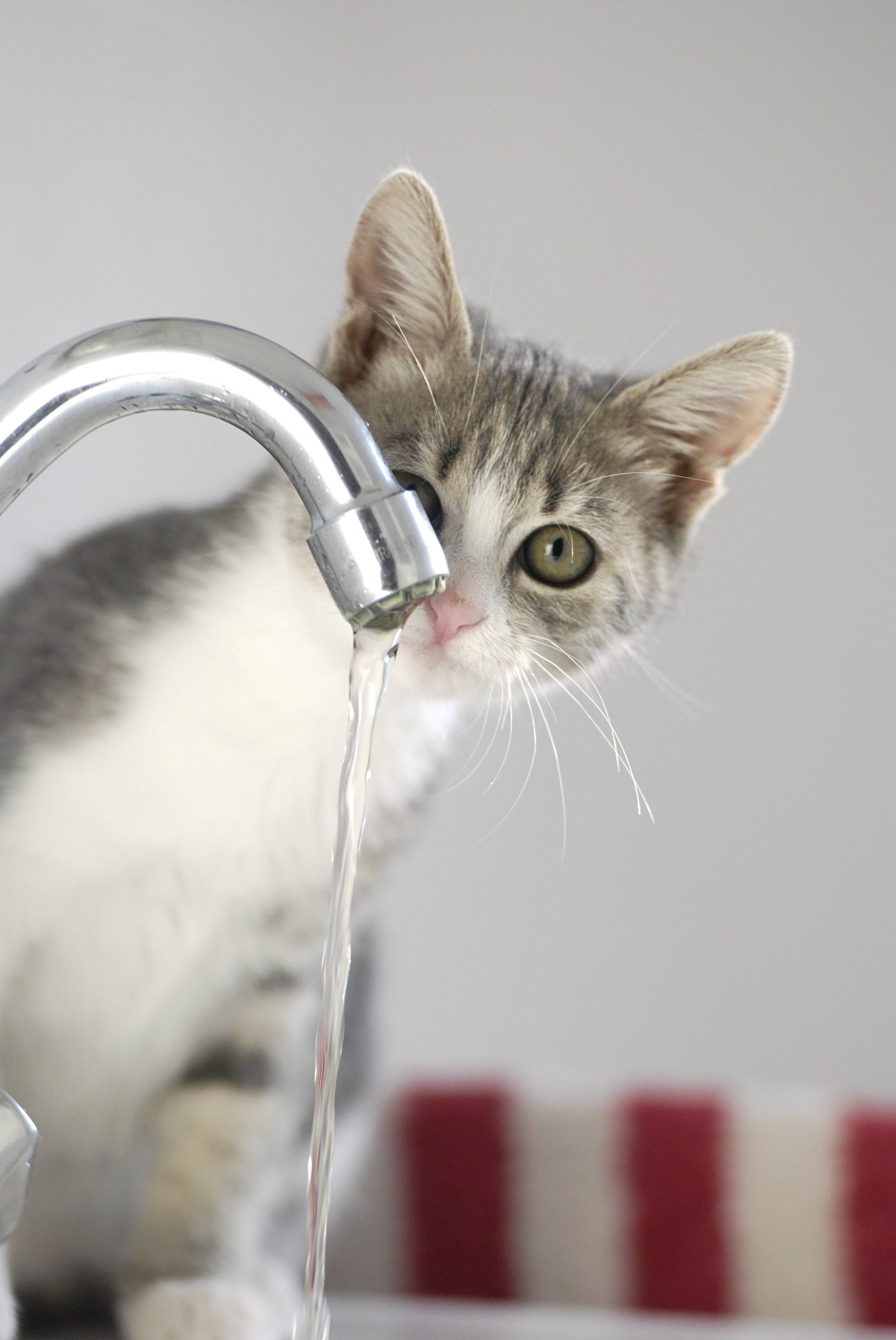 Katze dreht Wasserhahn auf: Wohnung in Baden-Baden unter Wasser – Feuerwehr kommt nicht rein