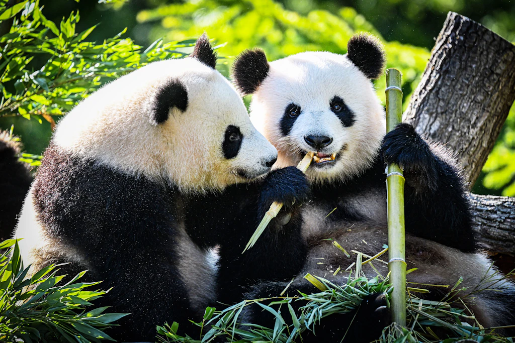 Sie knabbern schon kräftig am Bambus. Die Panda Zwillinge Leni und Lotti aus dem Berliner Zoo werden jetzt zwei Jahre alt.