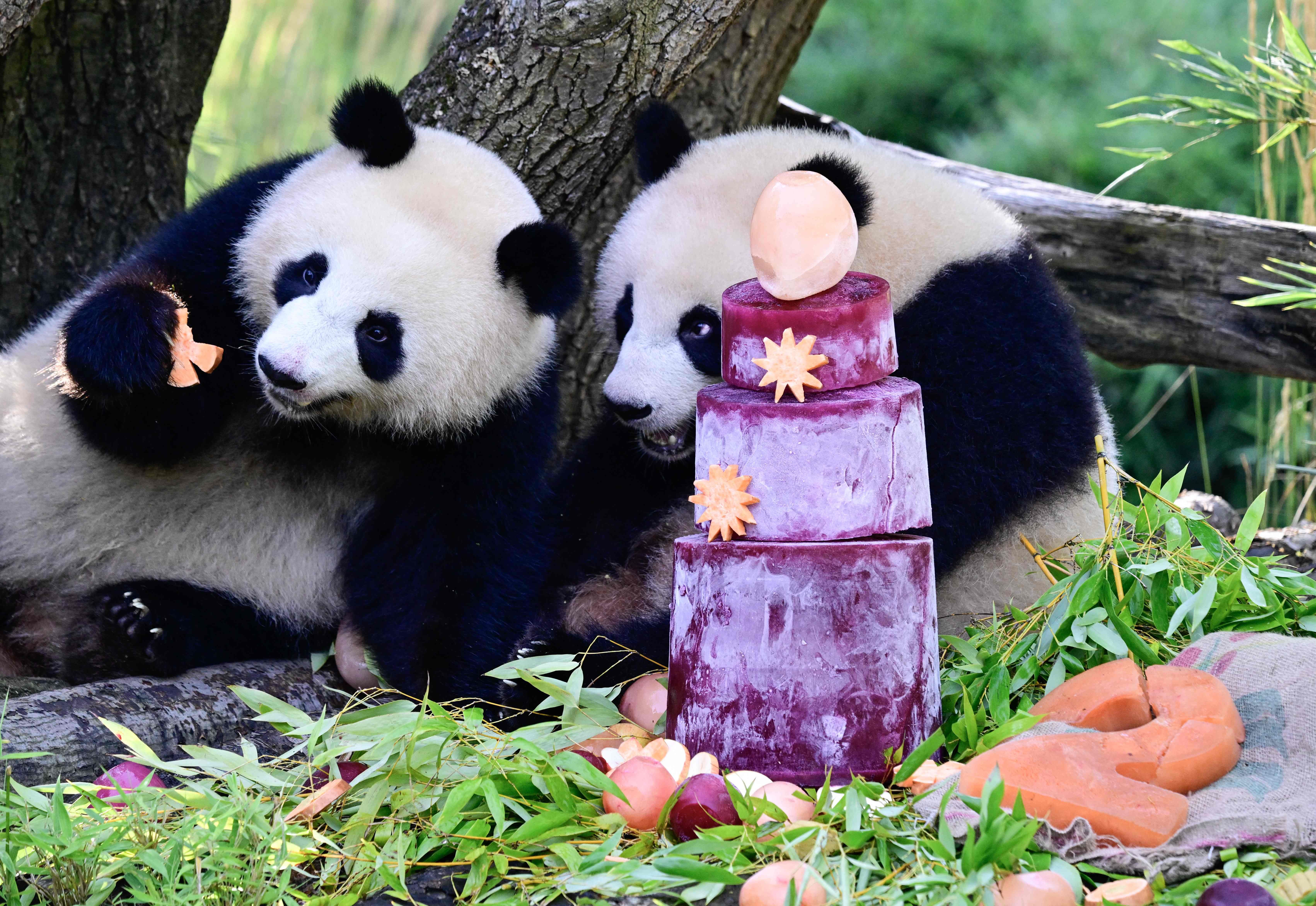 Zoo-Chef: So lange bleiben Panda-Zwillinge Leni und Lotti noch in Berlin!