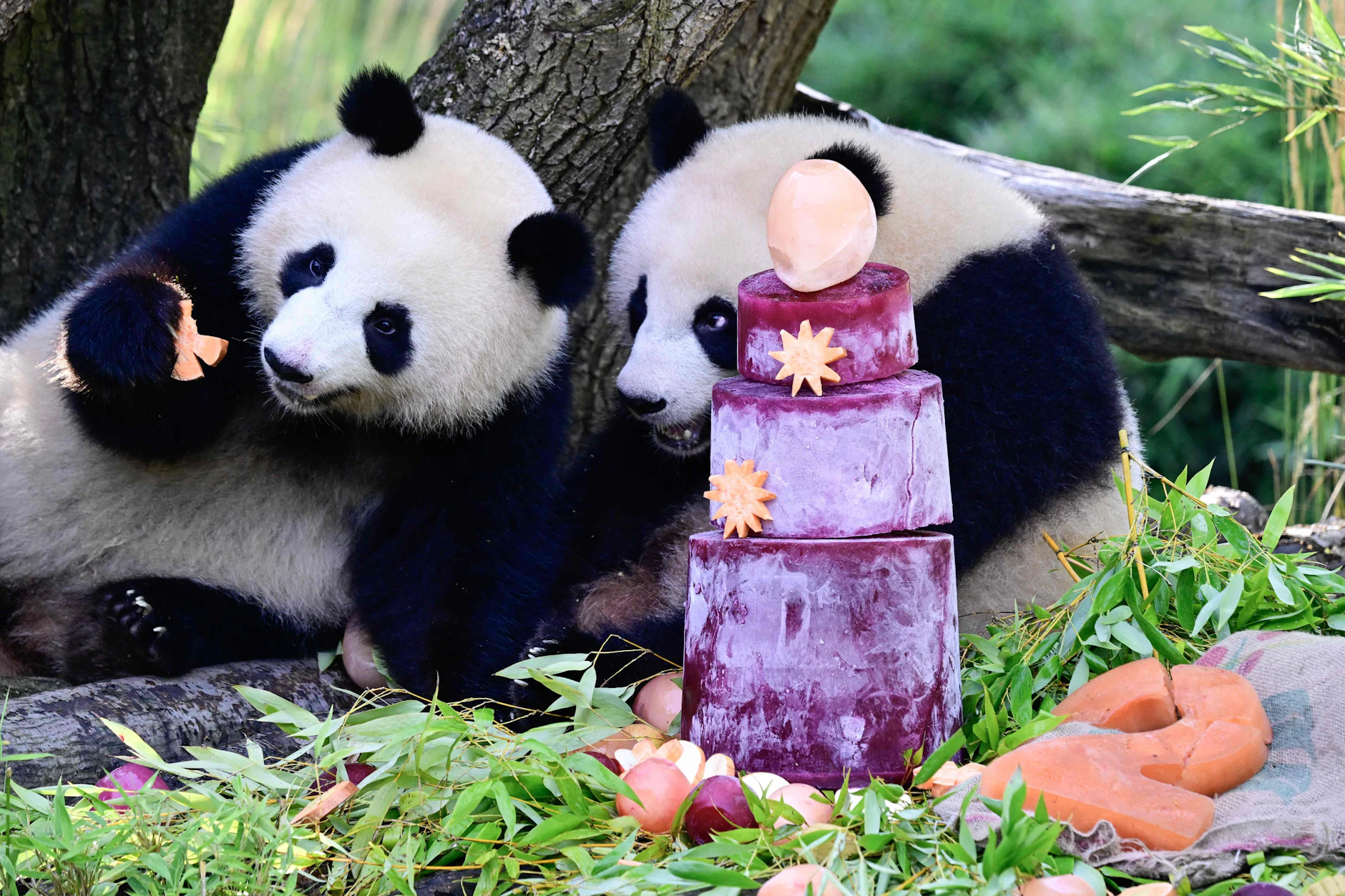 Zwei Jahre sind sie nun alt. Die Panda-Zwillinge Leni und Lotti mit ihrer Geburtstagstorte im Berliner Zoo. Für die Presse gab es schon vorab eine Geburtstagsparty.