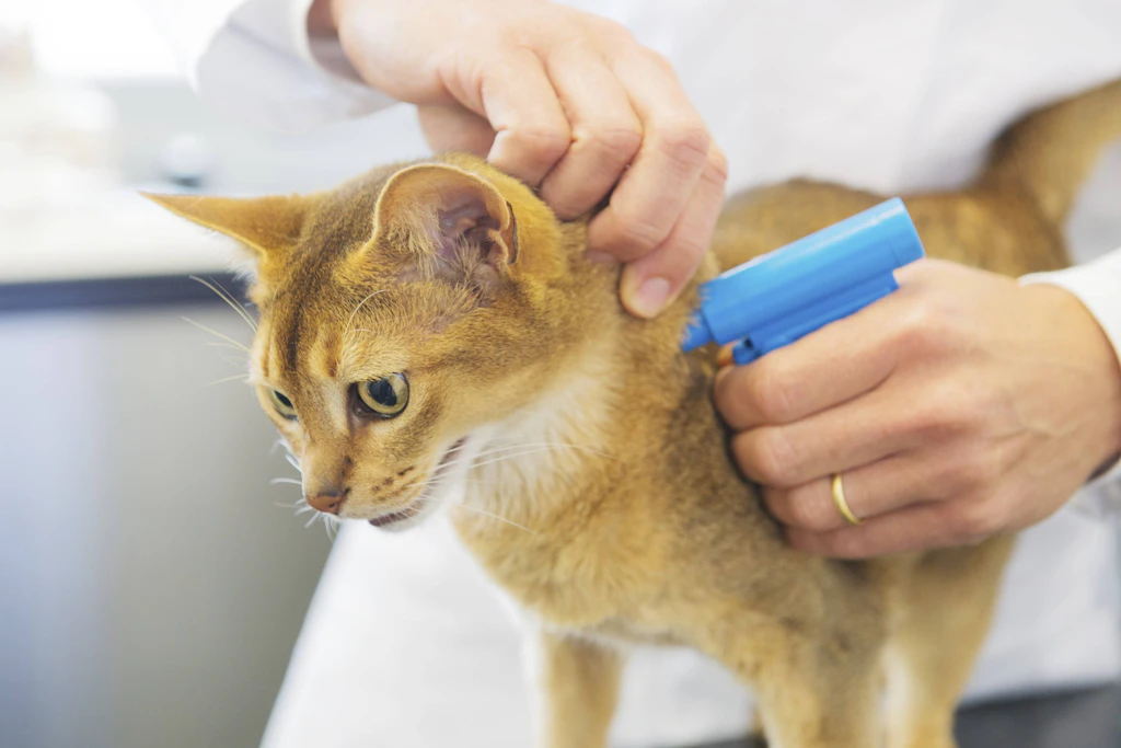 Beim Chippen setzt die Tierärztin oder der Tierarzt den Transponder zwischen die Schulterblätter. Der Eingriff kostet meist 30 bis 60 Euro. (Symbolbild)