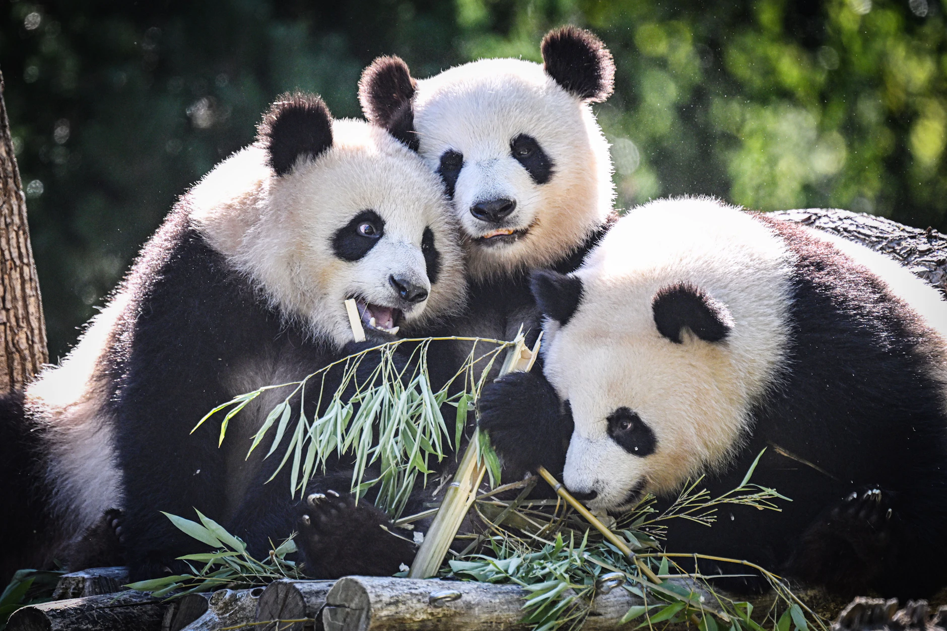 Man kann sie alle drei nicht mehr voneinander unterscheiden. Die Panda-Zwillinge Leni und Lotti mit ihrer Mama Meng Meng. Mutti ist links – oder doch in der Mitte? Man findet es schwer heraus.