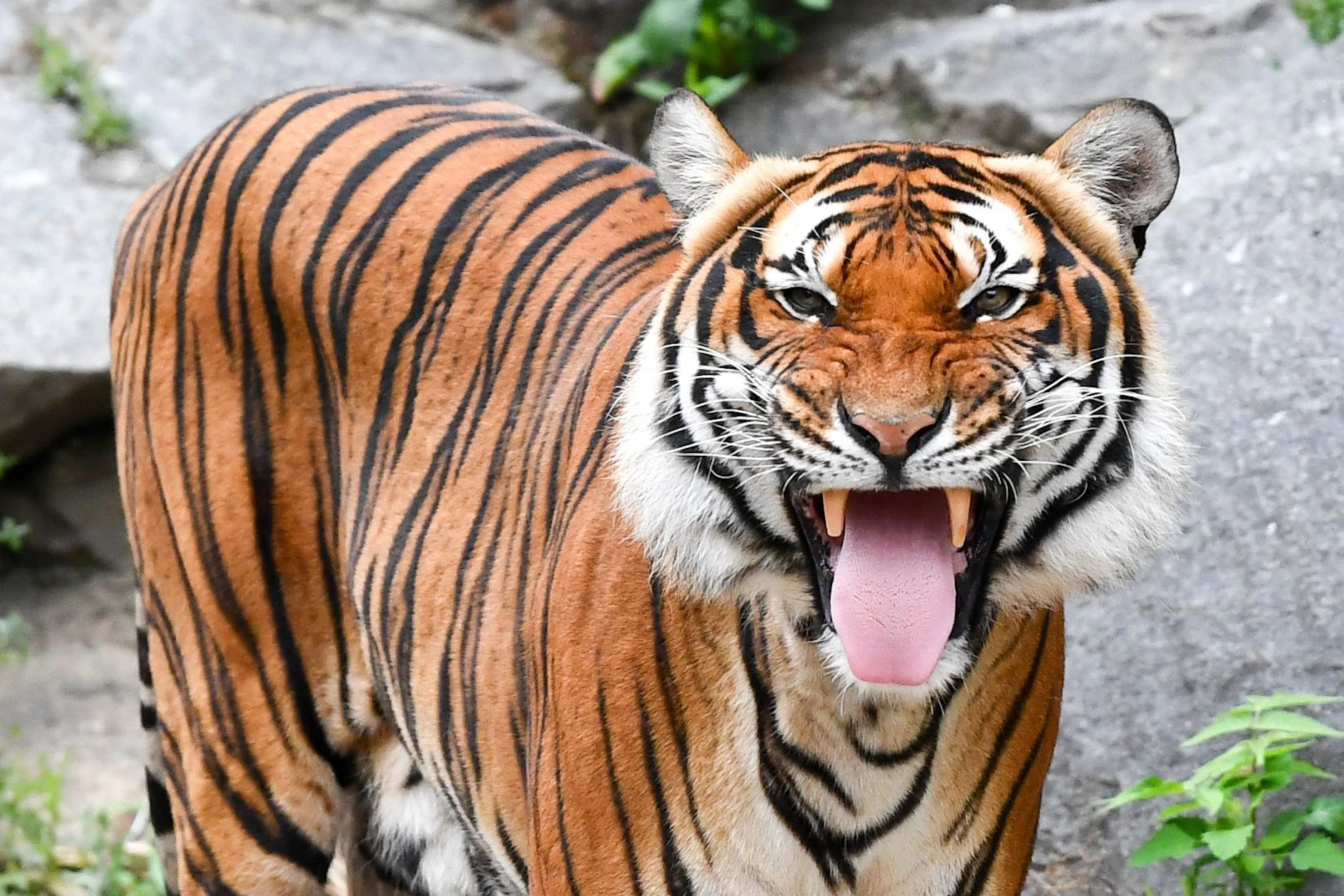 Auch die Hinterindischen Tiger im Berliner Tierpark wollen gefüttert werden. Spätestens hier geht es dann nicht mehr so idyllisch zu.