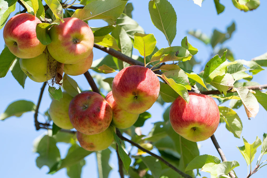 Ein Apfelbaum voller reifer Früchte: In Ostdeutschland fällt die Ernte 2026 regional sehr unterschiedlich aus.