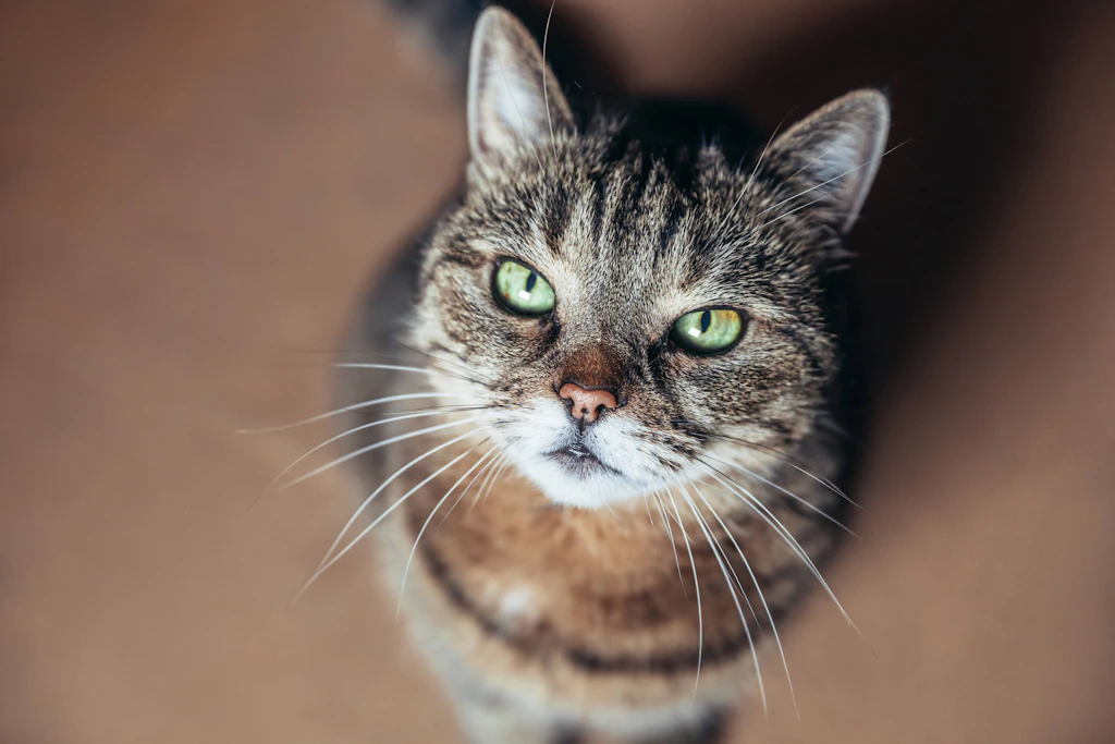 Katze verschwindet nach Umzug – und steht nach zehn Jahren wieder da
