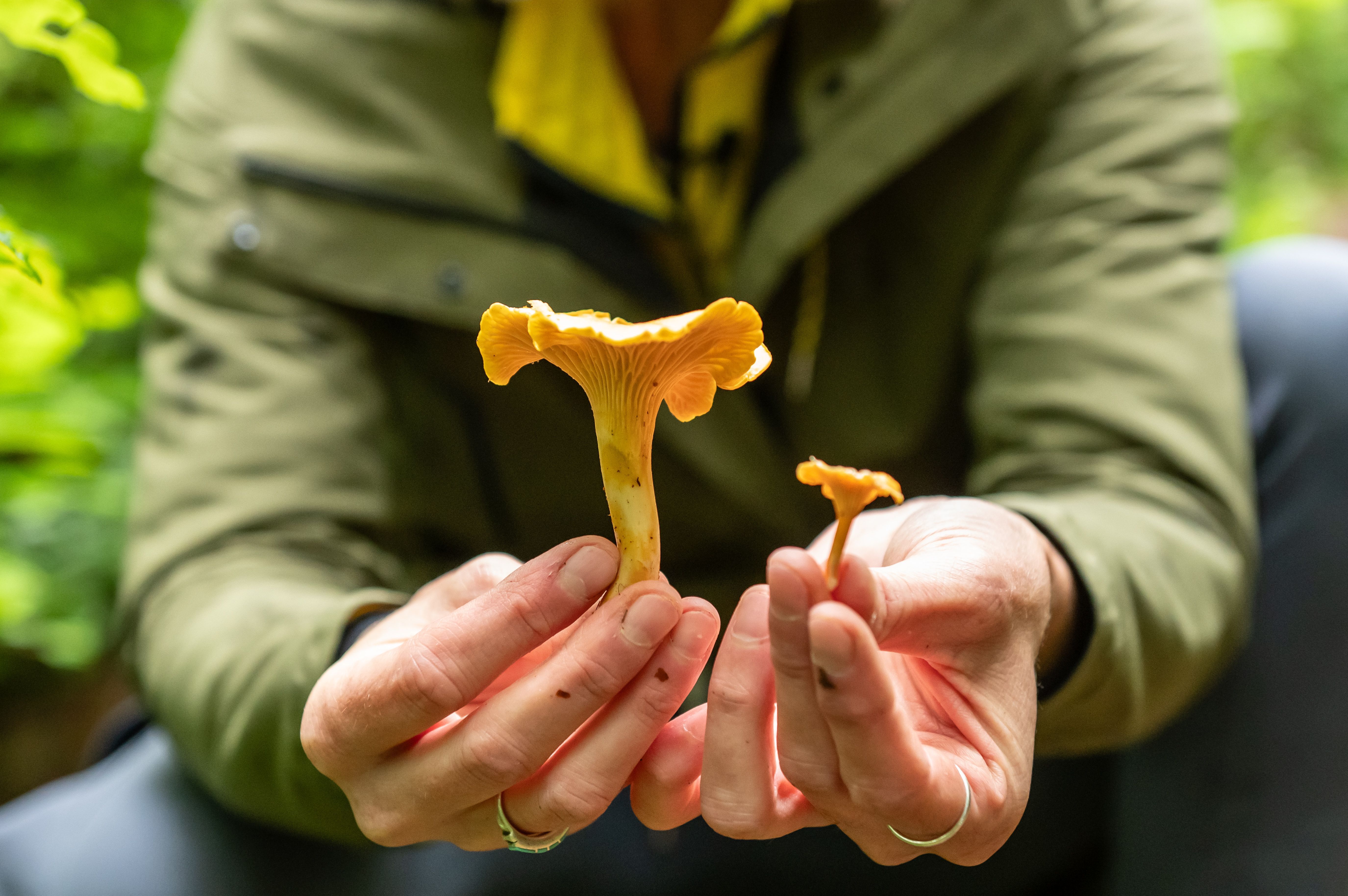 Ab in den Wald! Nun kann man Pilze und Beeren rund um Berlin sammeln