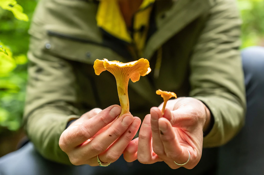 Ab in den Wald! Nun kann man Pilze und Beeren rund um Berlin sammeln