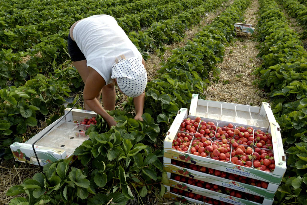 Erdbeerernte im Akkord: Rund 243.000 Saisonarbeitskräfte arbeiten in der deutschen Landwirtschaft, die meisten aus Rumänien und Polen. (Symbolbild)