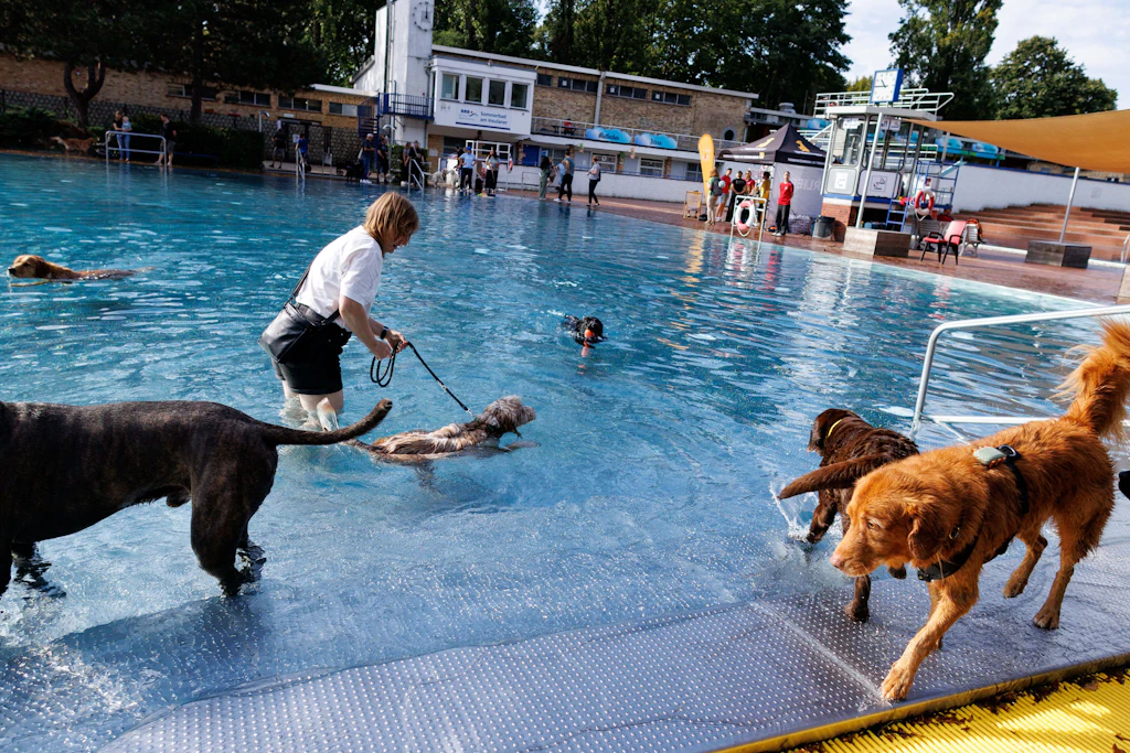 Eine Hundehalterin mit ihren Hunden im großen Becken beim ersten Hundeschwimmtag im Sommerbad Am Insulaner.