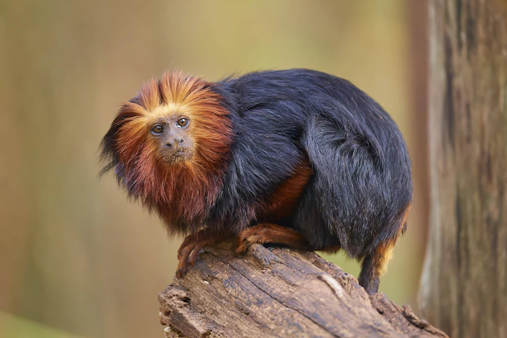 Goldkopflöwenäffchen gelten als stark gefährdet und sind durch illegalen Wildtierhandel bedroht.