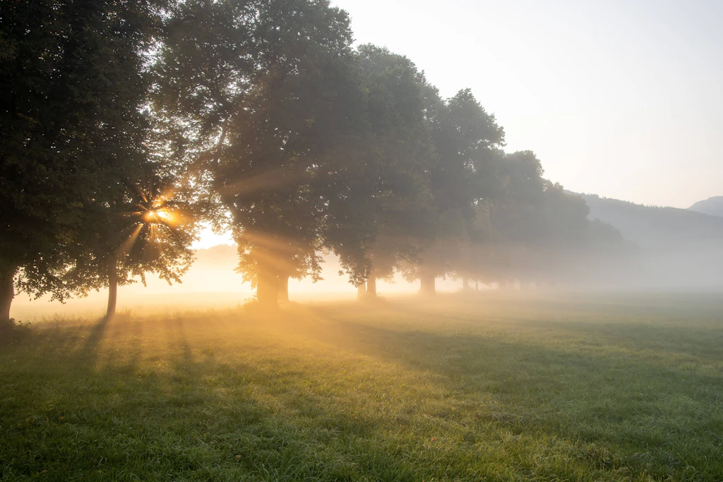 Nebel über einer Wiese am frühen Morgen: In der Nacht zum Montag kühlte es örtlich auf 4 Grad ab, am Nachmittag sind bis zu 28 Grad möglich. (Symbolbild)