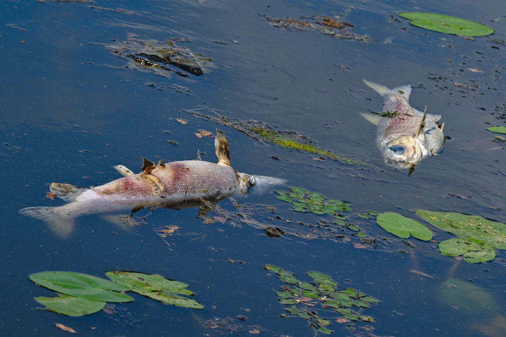 Die Goldalge rafft zurzeit massenhaft Fische dahin.