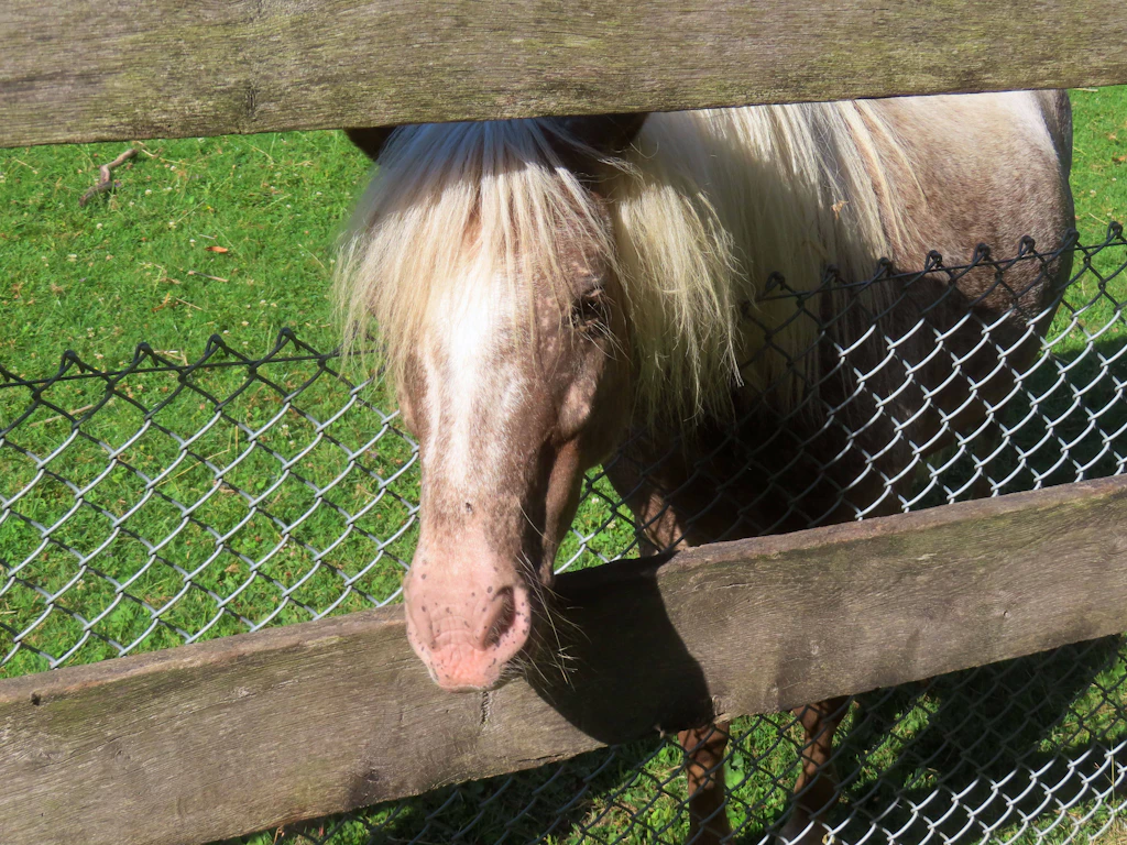 Tierheim braucht Spenden für asthmakrankes Pony – Inhalationsgerät ist defekt