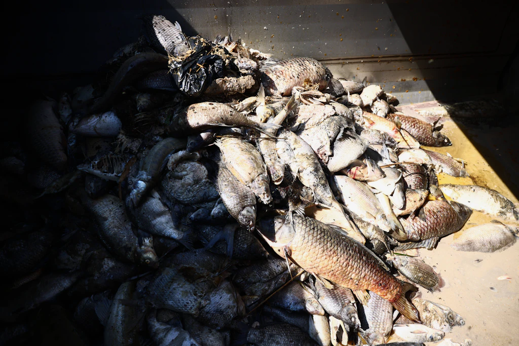 Beseitigte Fische nach einem Massenfischsterben durch die Goldalge in Polen 2024