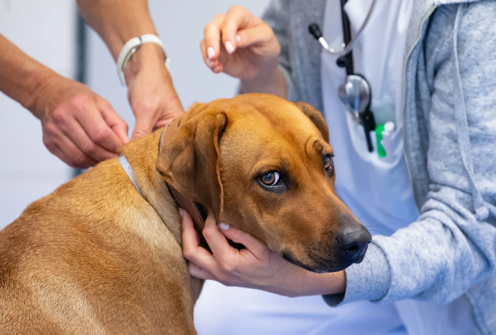 Niedersachsen: Lokal setzt Hundeverbot durch