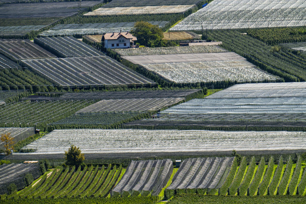 So weit das Auge reicht, ziehen sich im Vinschgau Plantagen über Hänge und Talböden.