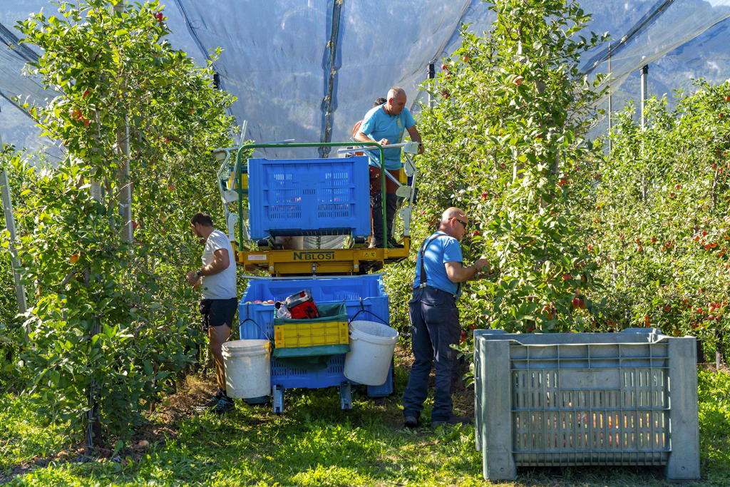 Apfelernte in Südtirol: Wie lange kann dieses System noch funktionieren?