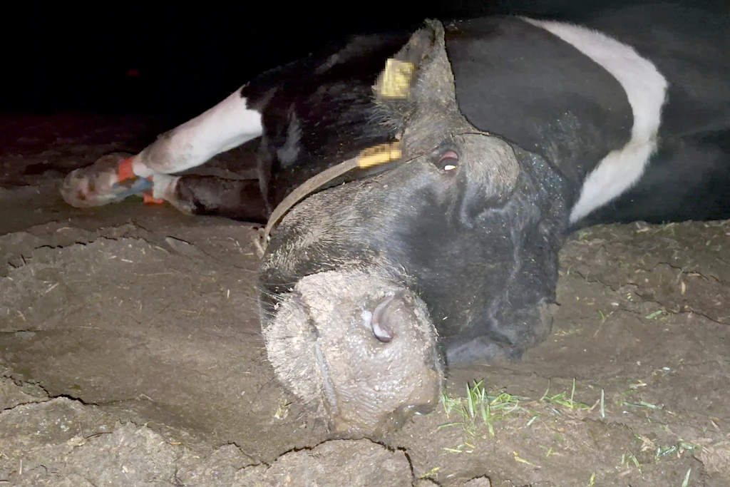 Die Kuh, die das Recherche-Team „Murray“ nennt: Nach Angaben der Tierschützer konnte sie nicht mehr selbstständig aufstehen und lag fast vier Tage auf der Weide, bevor sie getötet wurde. Kennzeichen zur Anonymisierung des Betriebs unkenntlich gemacht.