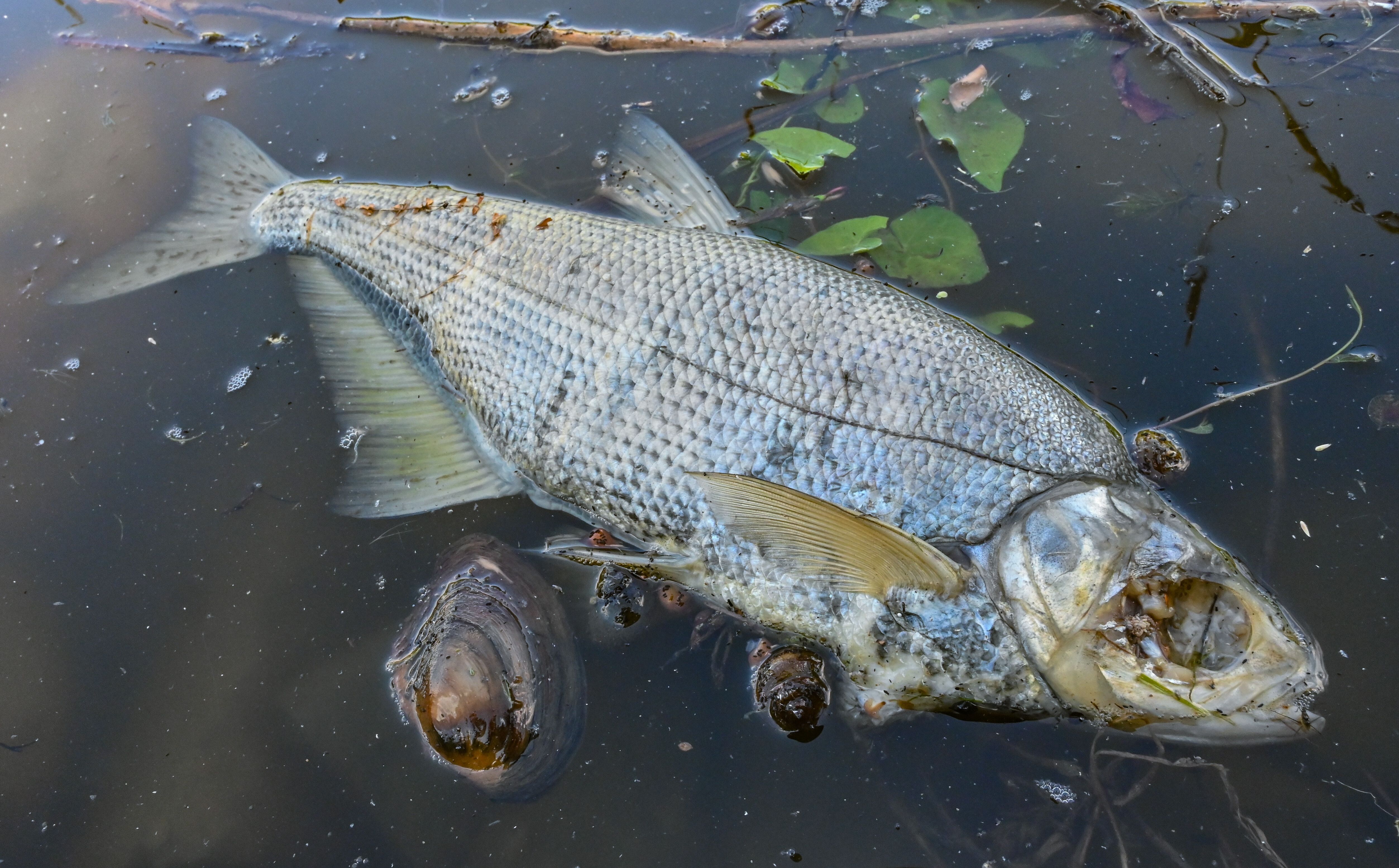 Tausende Fische schnappen nach Luft: Was hinter dem Sterben in der Ostsee steckt