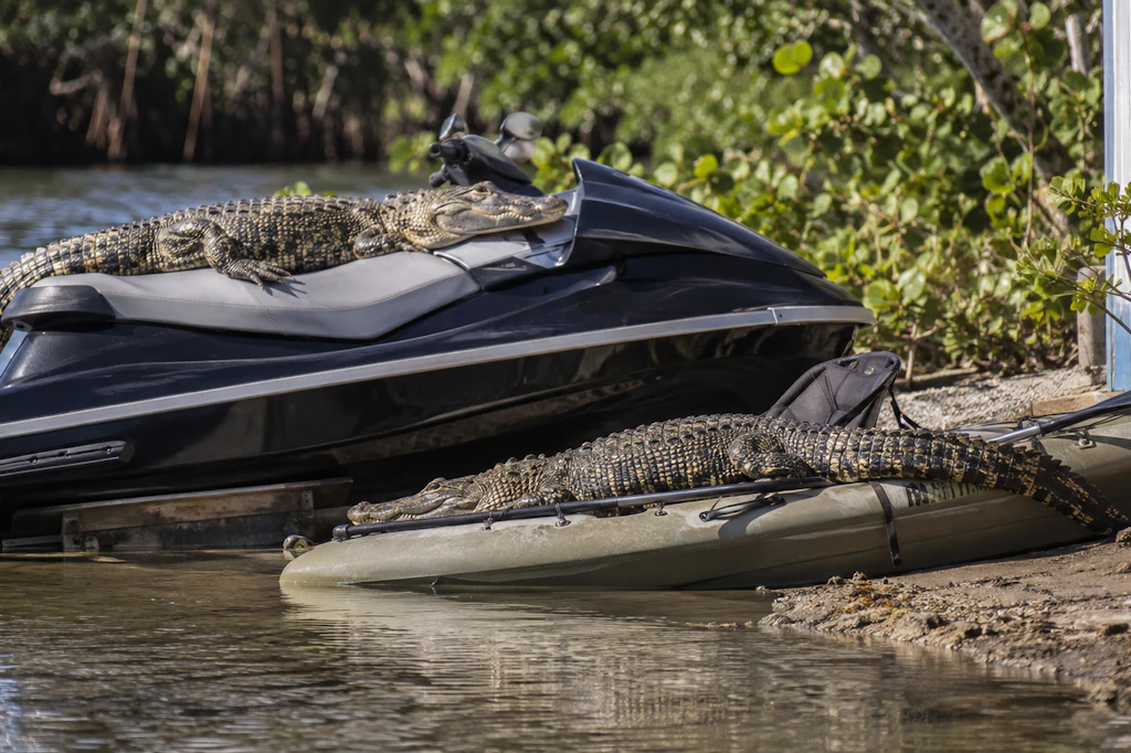 Zwei Spitzkrokodile teilen sich am Ufer die trockenen Plätze: eines liegt auf dem Sitz eines Jetskis, das zweite auf einem Kajak daneben.