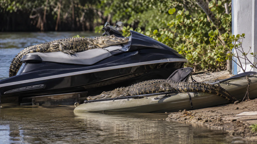 Floridas Krokodile haben das Sonnenbaden neu erfunden – auf Kajaks und Jetskis