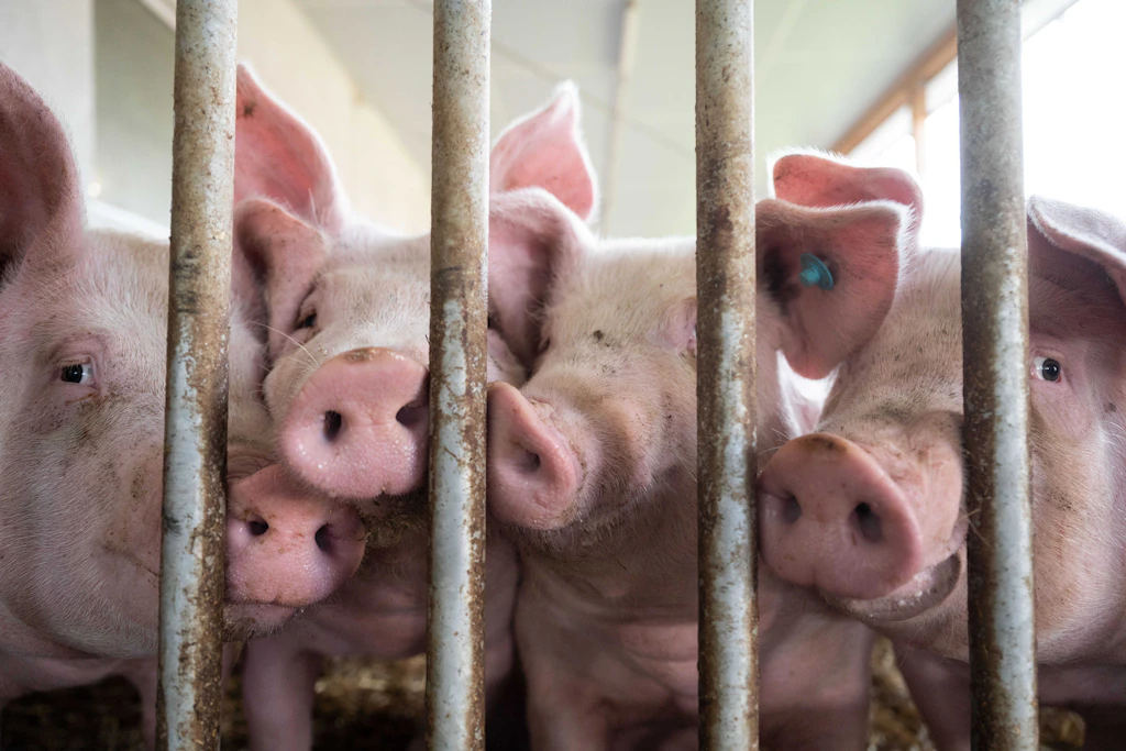 Blick in einen Schweinestall: Ostdeutsche Mastbetriebe sind bei Ferkeln weiter auf Importe aus dem Ausland angewiesen.