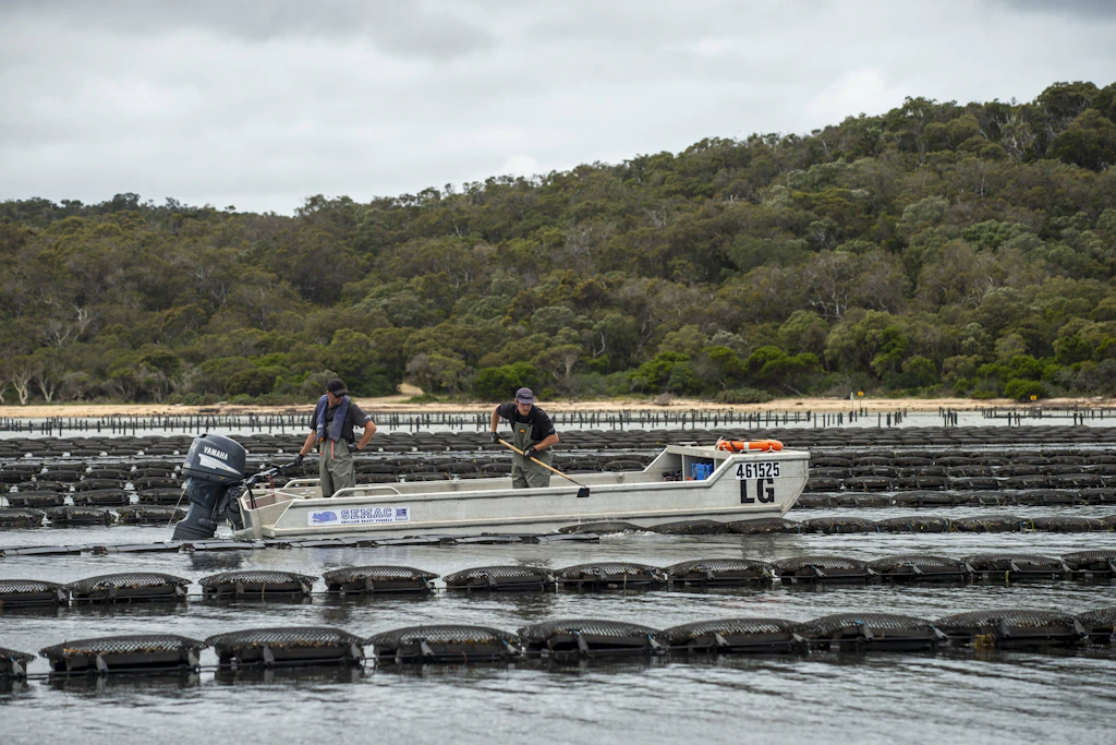 Arbeiter wenden Netze mit Sydney-Rock-Austern auf einer Austernfarm in Australien.