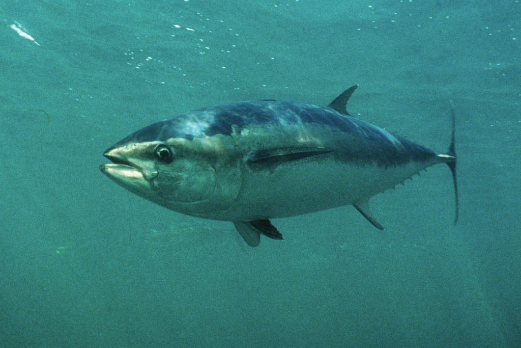Ein Blauflossen-Thunfisch im offenen Wasser – Tiere dieser Art galten in der Nordsee seit den 1960er-Jahren als verschwunden.