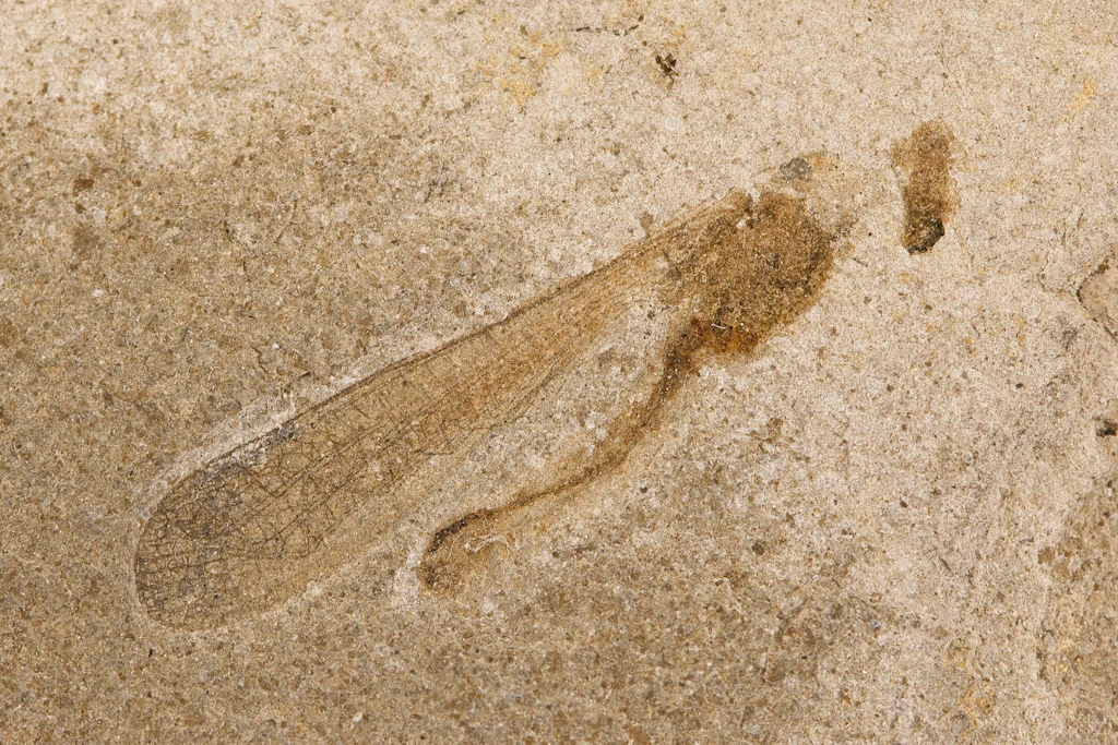 Eine versteinerte Heuschrecke aus Dänemark zeigt einen deutlich jüngeren Fossilfund aus der Entwicklungsgeschichte der Insekten.