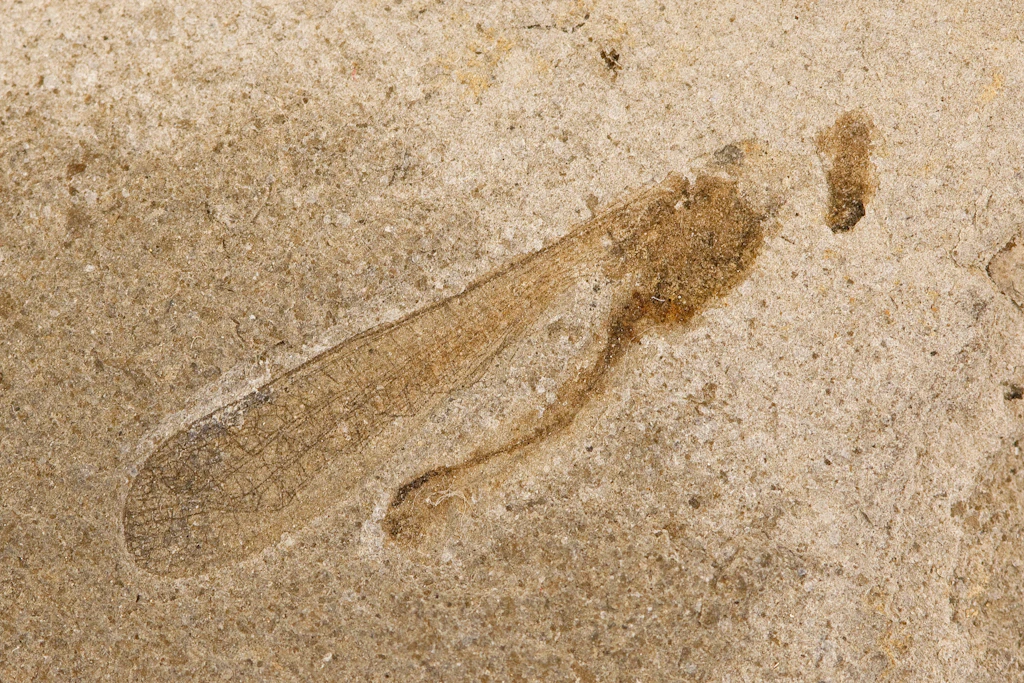Fossil aus Texas: Frühes Insekt besaß Beine zum Paddeln