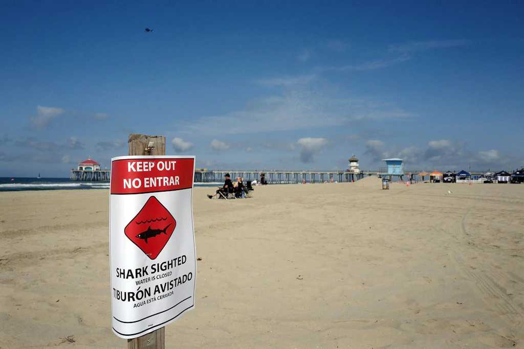 Nach der Sichtung eines Weißen Hais patrouilliert ein Polizeihubschrauber vor Huntington Beach. Ein Surfwettbewerb wurde daraufhin unterbrochen.
