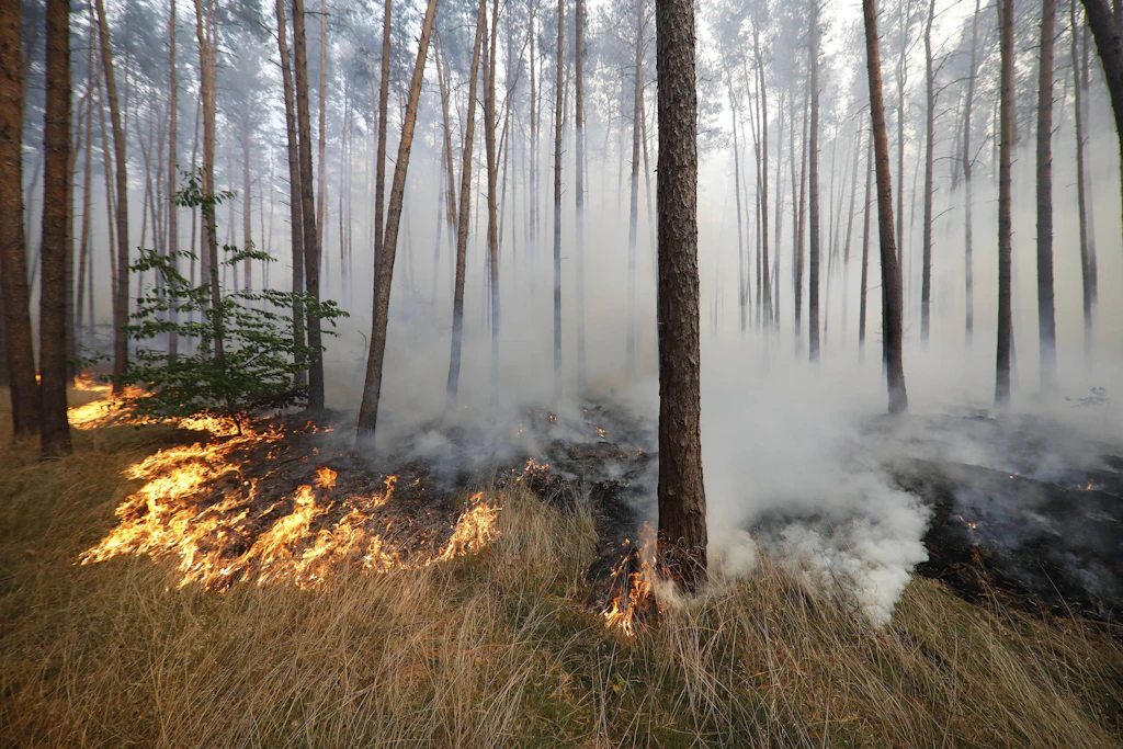 Waldbrände beherrschten im Sommer die Schlagzeilen in Deutschland – treten sie derzeit häufiger auf als früher?