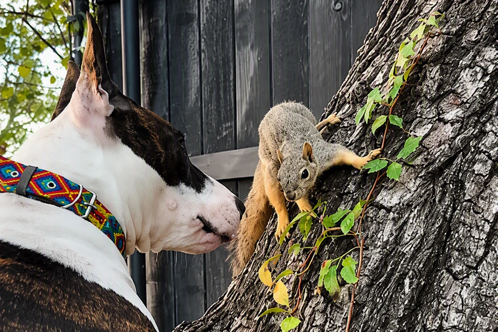 Bullterrier Millie ist mit Eichhörnchen Esquilo befreundet.