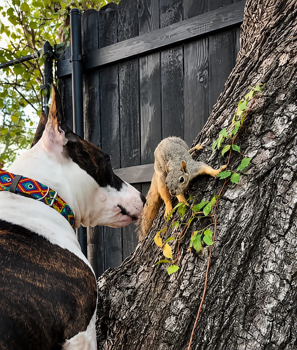 Bullterrier Millie und Eichhörnchen Esquilo sind beste Freunde