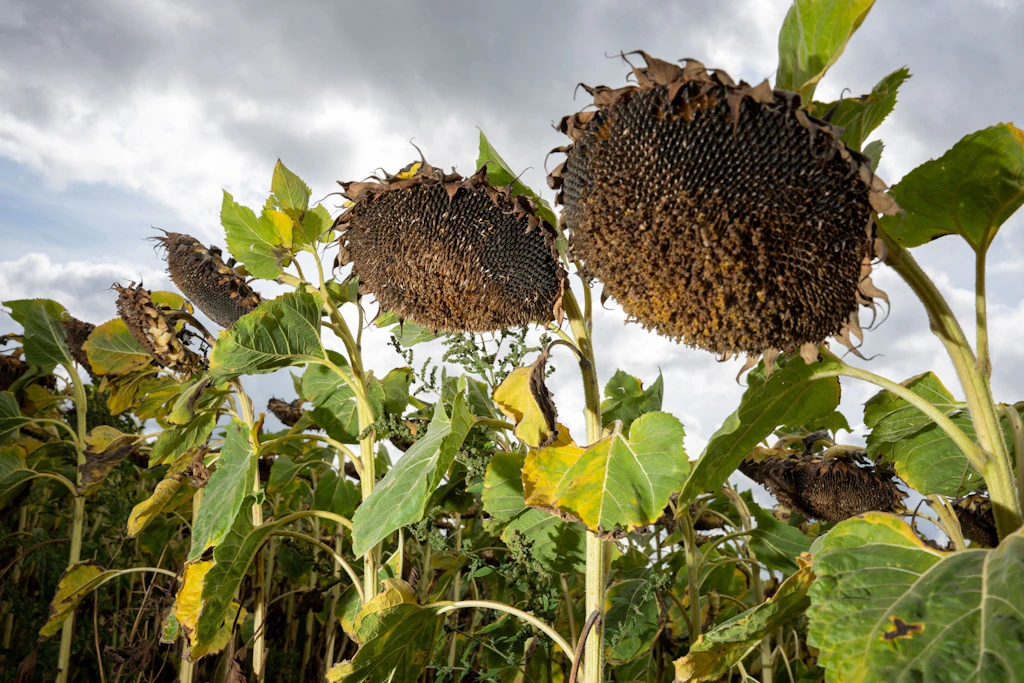Die schweren Blütenköpfe der Sonnenblumen nehmen die Sonnenstrahlen noch mit, bevor sie in den nächsten drei, vier Tagen geerntet werden sollen. (Symbolbild)