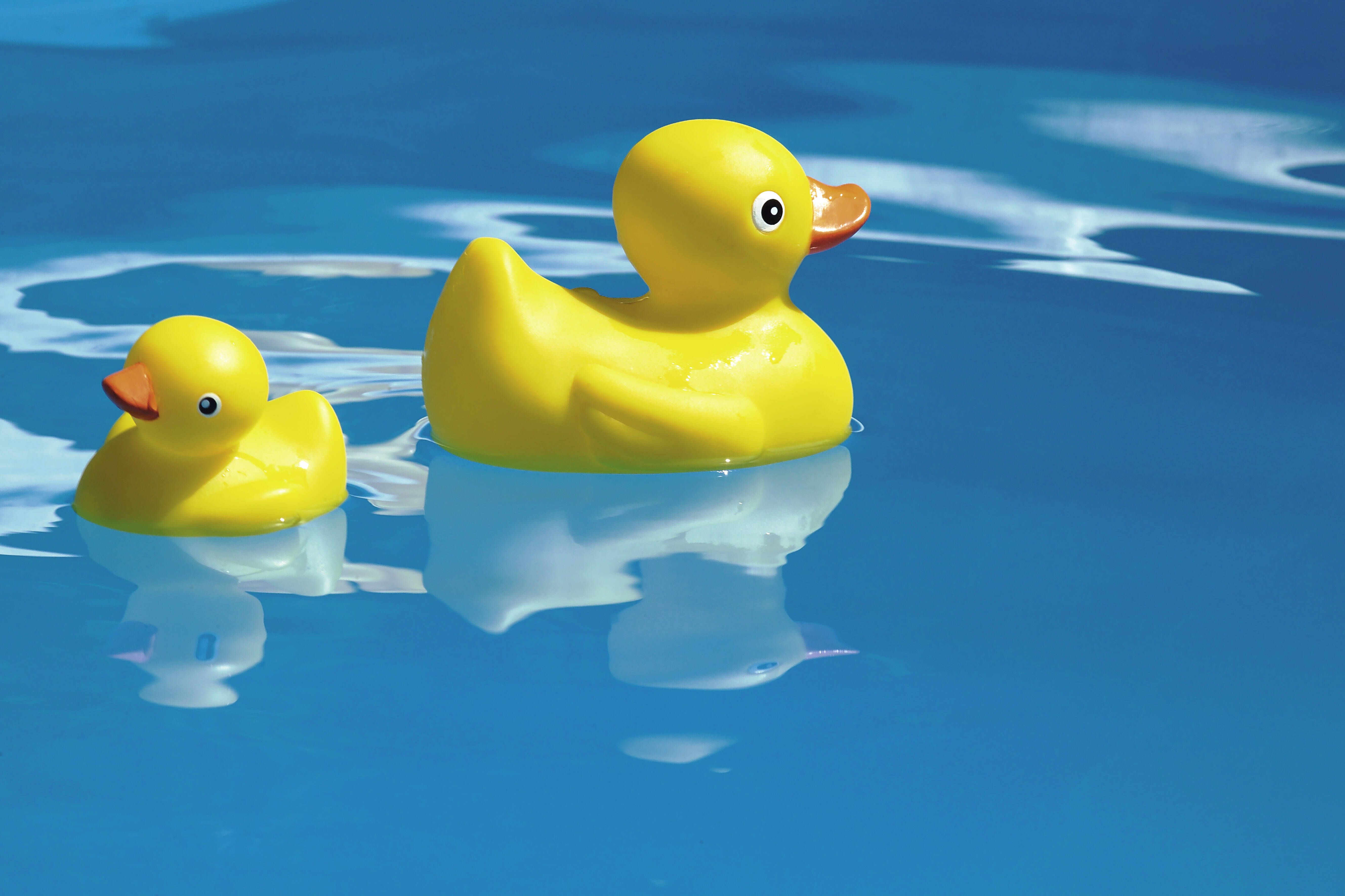„Die Enten machen uns wahnsinnig“: Reederei verbannt Quietscheenten vom Kreuzfahrtschiff