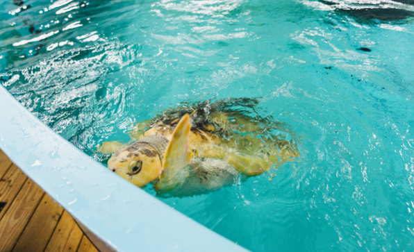 Schildkröte Rhossi verirrte sich um 8000 Kilometer – jetzt holte sie ein Hubschrauber ab