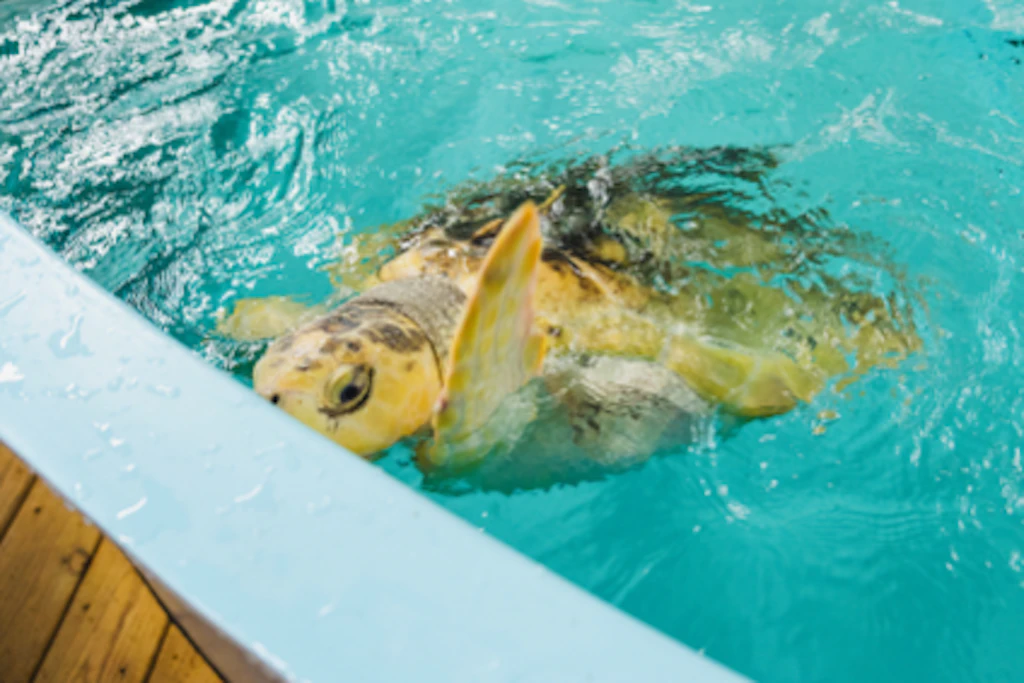 Als würde sie winken: Meeresschildkröte Rhossi schwimmt im Wasserbecken im Zoo in Houston.