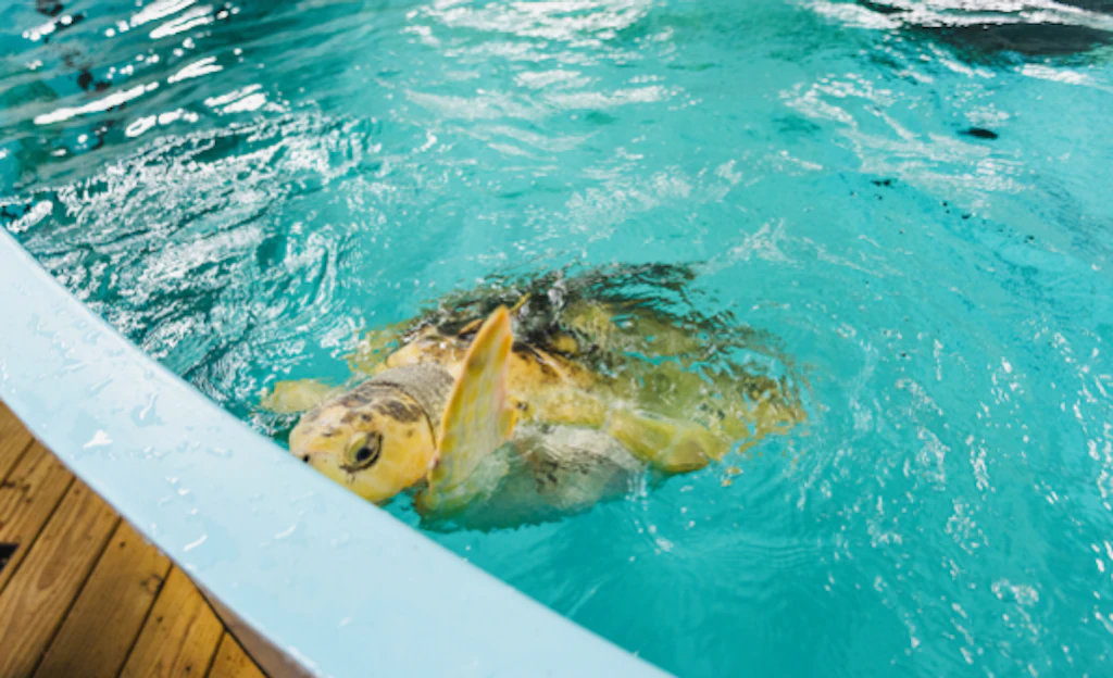Schildkröte Rhossi verirrte sich um 8000 Kilometer – jetzt holte sie ein Hubschrauber ab