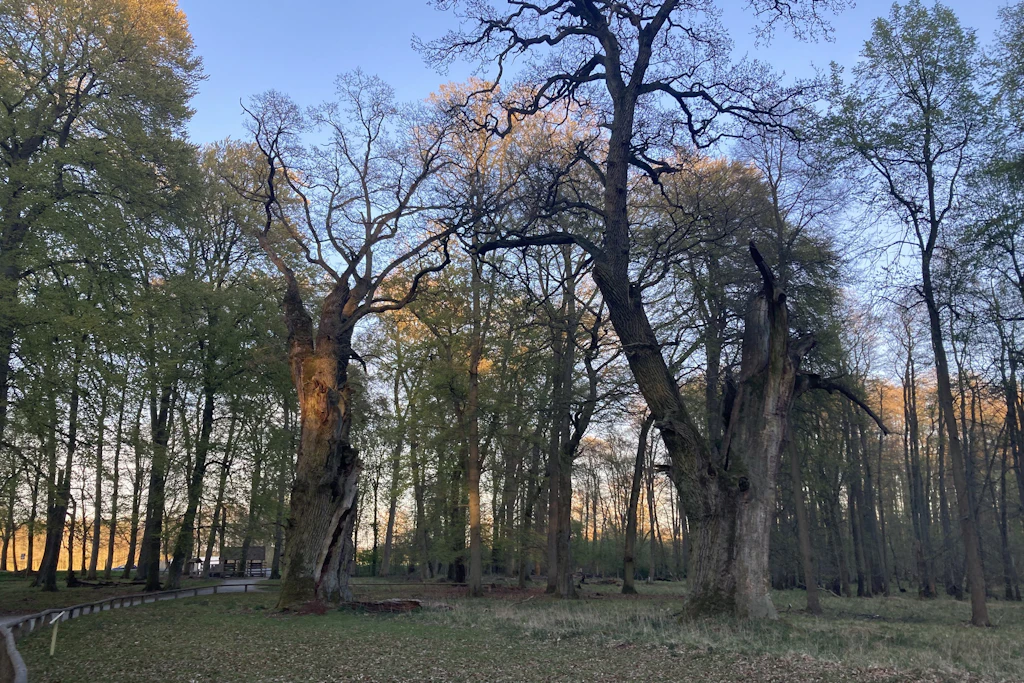 Auch die Region Ivenack war von dem Unwetter am 28.08. betroffen. Dort stehen auch die Ivenacker Eichen, die zu den ältesten Bäumen Deutschlands gehören (Symbolbild).