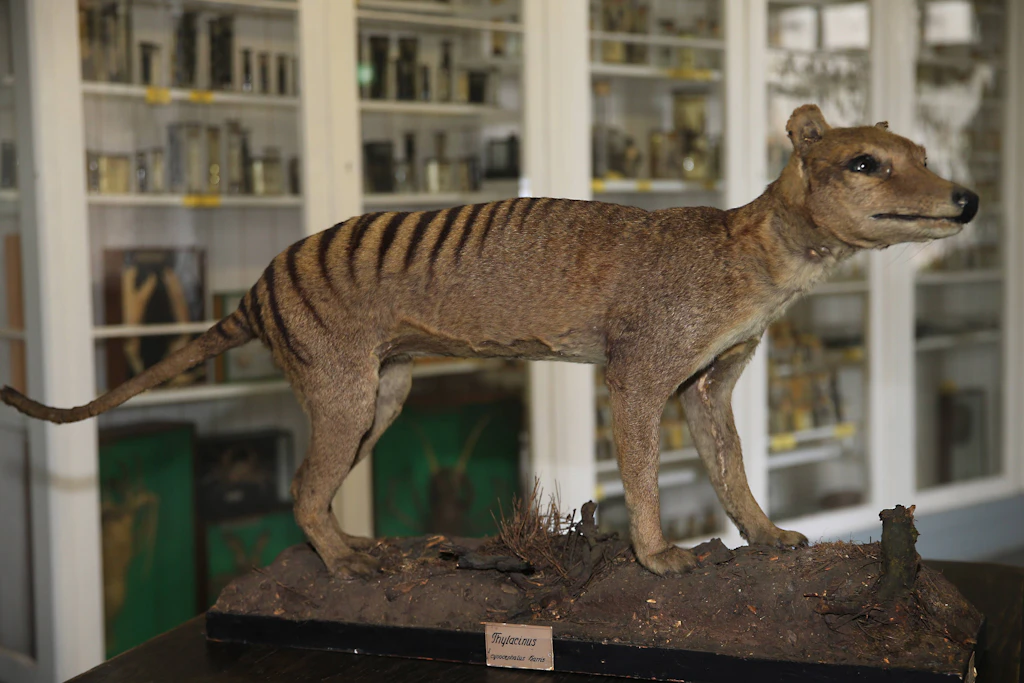 Ein Präparat des 1936 ausgestorbenen Beutelwolfs aus dem Jahr 1860 gehört zur naturwissenschaftlichen Sammlung der Martin-Luther-Universität Halle-Wittenberg.