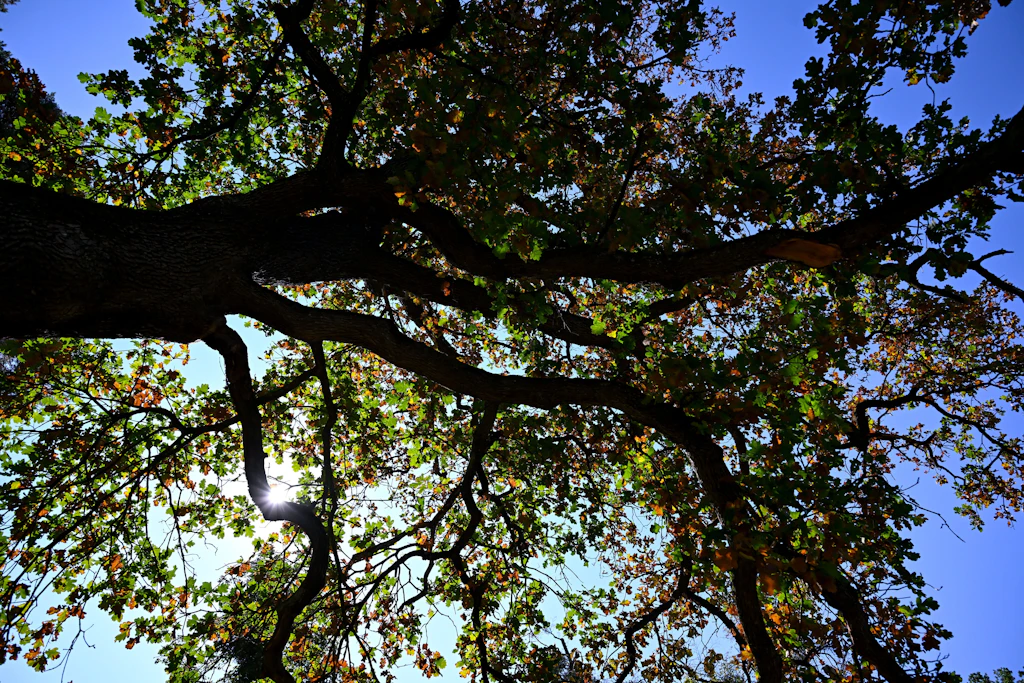 Eigentumswohnungen statt Eiche: Streit um 200 Jahre alten Baum in Pankow