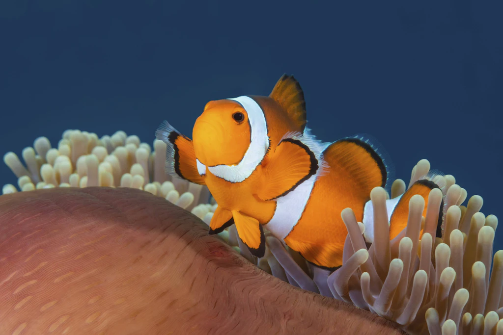 Ein Clownfisch in seiner Seeanemone. Das Versteck ist seine Lebensversicherung, denn bei Gefahr fährt er den Stoffwechsel herunter und rührt sich nicht. (Symbolbild)