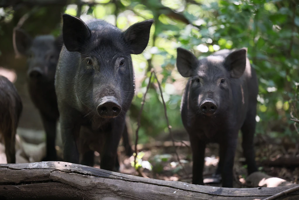 Wildschweine können wegen geschlossener Wildtore nicht von Finnland nach Russland zurückwandern.