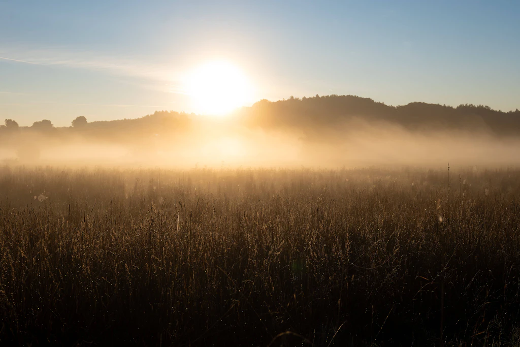 Dichter Bodennebel über einer Wiese bei Sonnenaufgang: In der Nacht zum Mittwoch sinkt die Sichtweite in Flusstälern im Süden und in der Mitte örtlich unter 150 Meter. (Symbolbild)