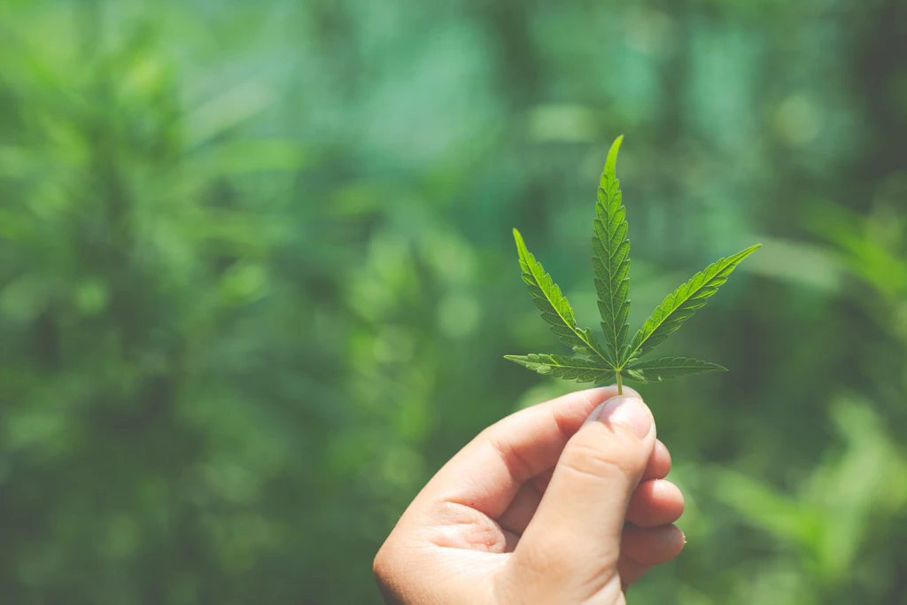 Selbstblühende Cannabis