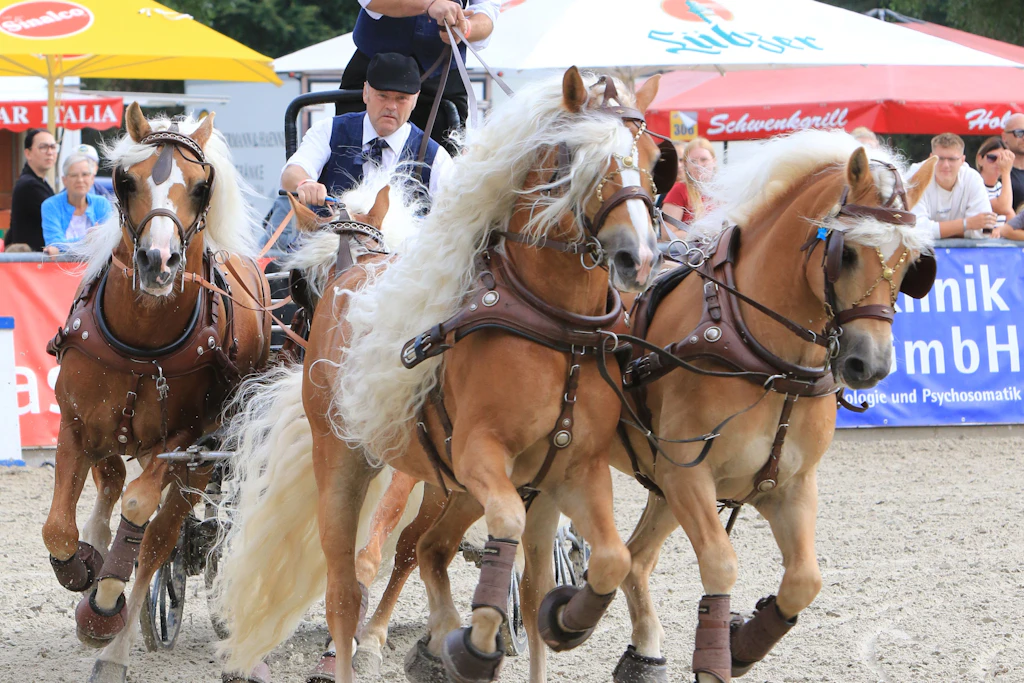 Das beeindruckende Haflinger-Gespann von Legende Claus Luber: Die hinteren beiden Pferde laufen fest vor dem Gespann, die zwei vorn werden lose vom Bock aus geführt und überspringen auch Hindernisse.