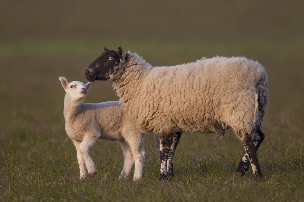 Studie zeigt den Wandel in Englands Landwirtschaft im Mittelalter
