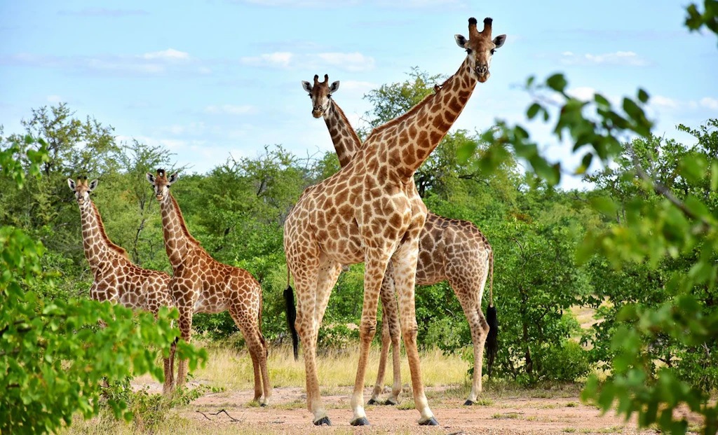 <a href="https://www.sgr-tours.de/oaz/reise/suedafrika/74Z4-suedafrika-wunderschoene-gartenroute-fluganreise">Traumroute Südafrika</a>