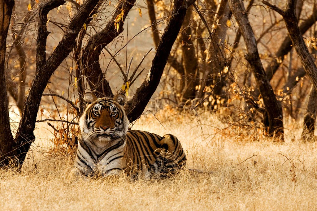 Bengaltiger im Ranthambore-Nationalpark 